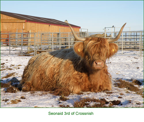 Senior cows & weaned calves