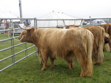 Magaidh a&rsquo; Ghlinne of Brue