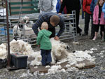 Sheep shearer Colin Chisholm at work with apprentice!