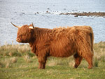 Caraid an Teallaich of Broad Bay