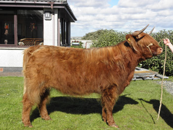 Ròsag an Teallaich of Broad Bay – 28 months