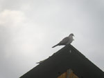 Collared Dove/ Calman-coilearach
