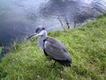 Heron / Corra-ghritheach