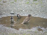 Song Thrush / Sme&ograve;rach