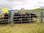 Cattle belonging to MacDonald, Carloway House