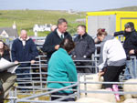 Sheep judging with judge Donald MacCorquodale, Appin (centre)
