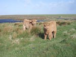 Ceit na Mara of Tom Buidhe and Eilidh nam Beann of Brue