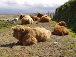 Cows & calves in the shade