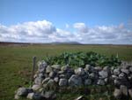 Rhubarb enclosure