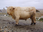 Uilleam Og of Tom Buidhe - March 2005