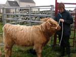 Halter training starts for heifer calf, 'Morag a' Ghlinne of Brue'
