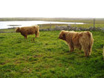 'Sine a' Ghlinne of Brue' & 'Morgan an Eilein of Brue'