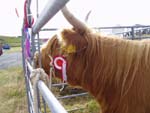 Supreme Cattle Champion, Caileag Bheag 17th of Callachally