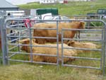 Brue Fold resting after judging