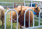 2nd prize winner, 3-yr old heifer Una of Borve