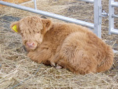 P&igrave;obaire Ruadh of Dunvegan age 3 weeks March 2004