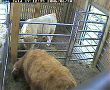 webcam image