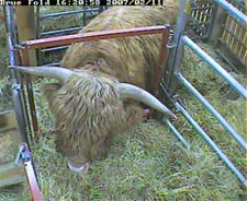 webcam image